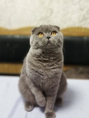 Молодий котик Сава