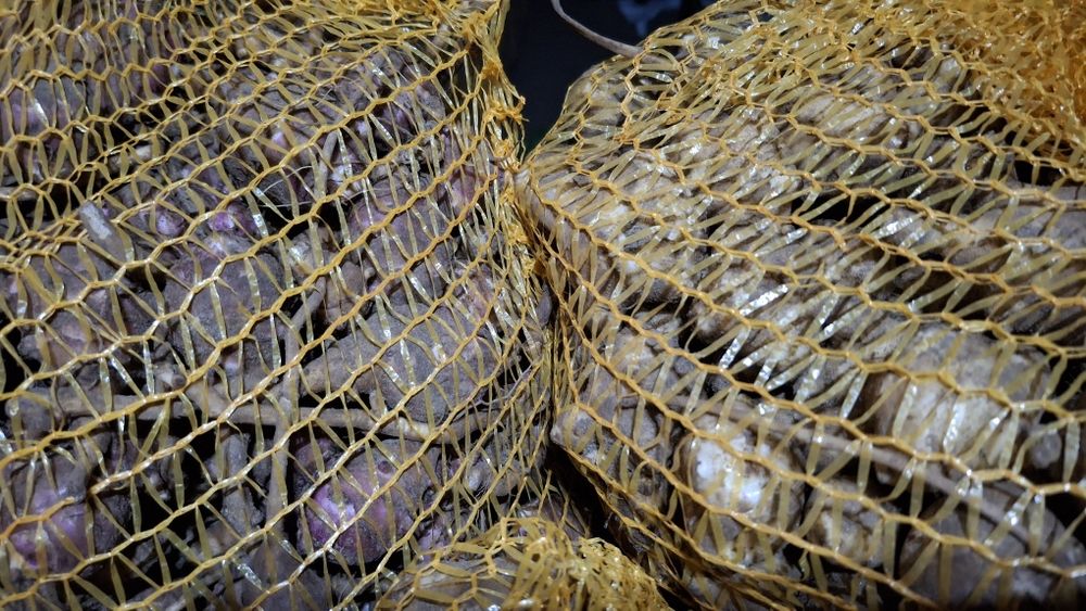 Topinambur czerwony 10 kg