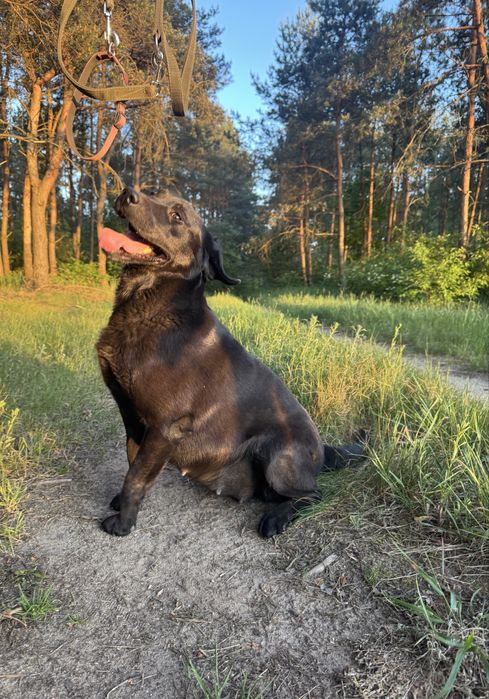 Labrador retriver piesek