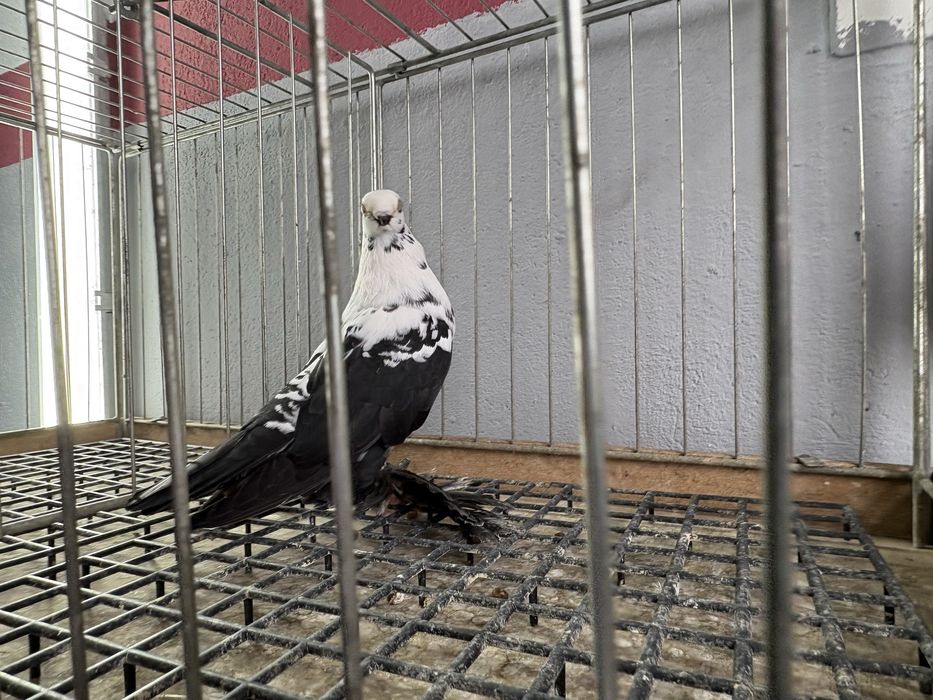 Motyle czarne gołębie ozdobne