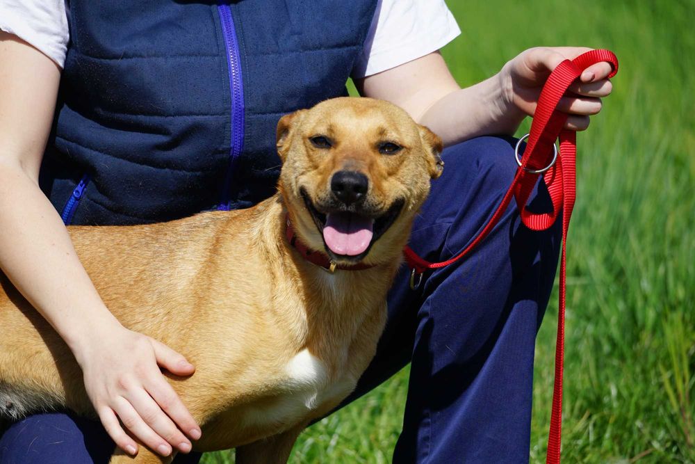 Celka - rewelacyjna sunia szuka domu