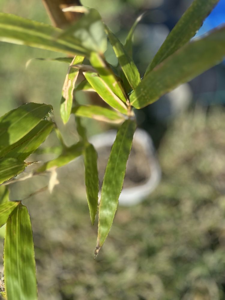 Bambu Indocalamus tessellatus