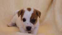 Piesek nr 1 Jack Russell Terrier/BREFIO