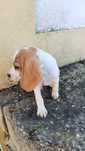 BEAGLE  BICOLOR  com LOP e afixo