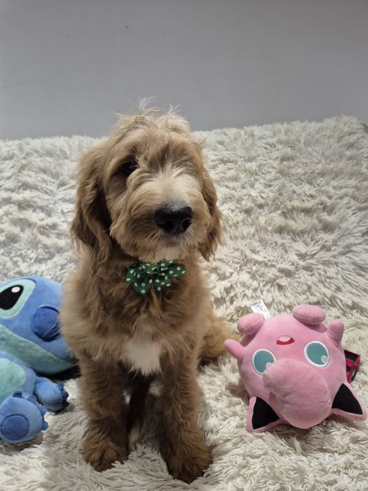 Goldendoodle f1 standard