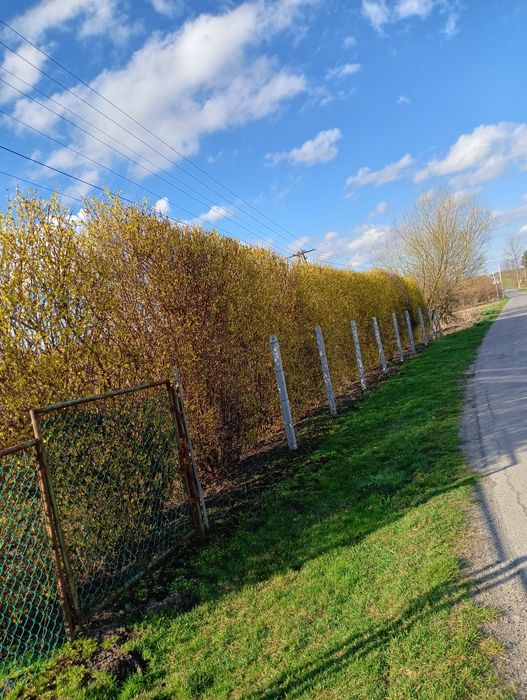 Usługi ogrodnicze i porządkowe