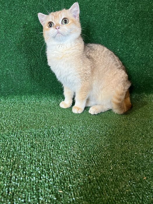 Британець золота шиншила bri by 11 терміново