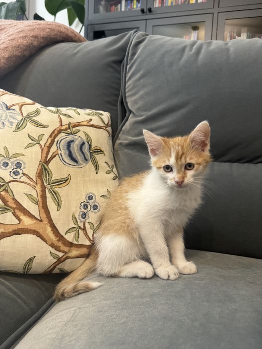 Oddam dwa rudo-białe kotki - Warszawa