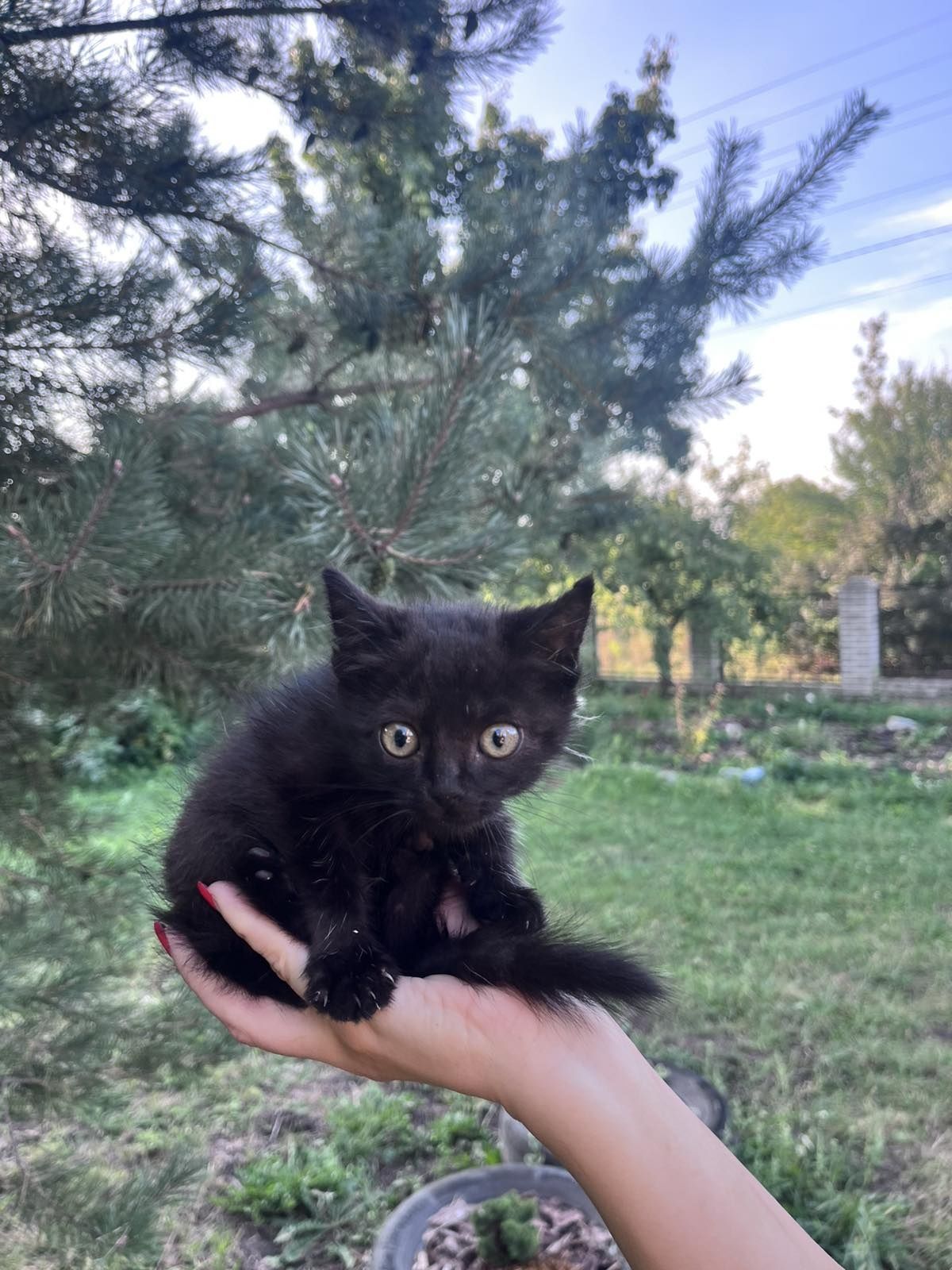 Віддам грайливих котиків
