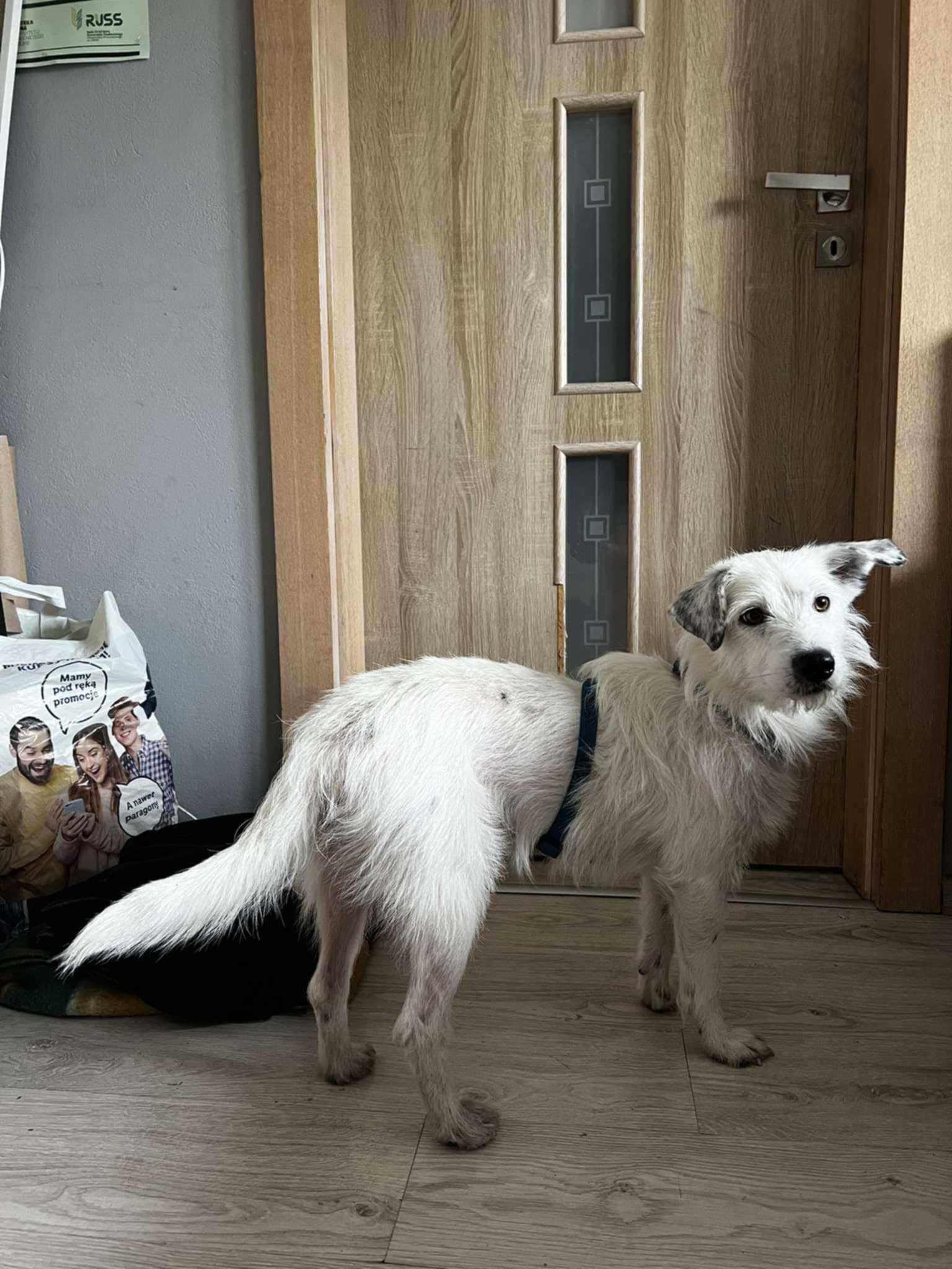 Młodziutka Lola czeka na swój nowy dom