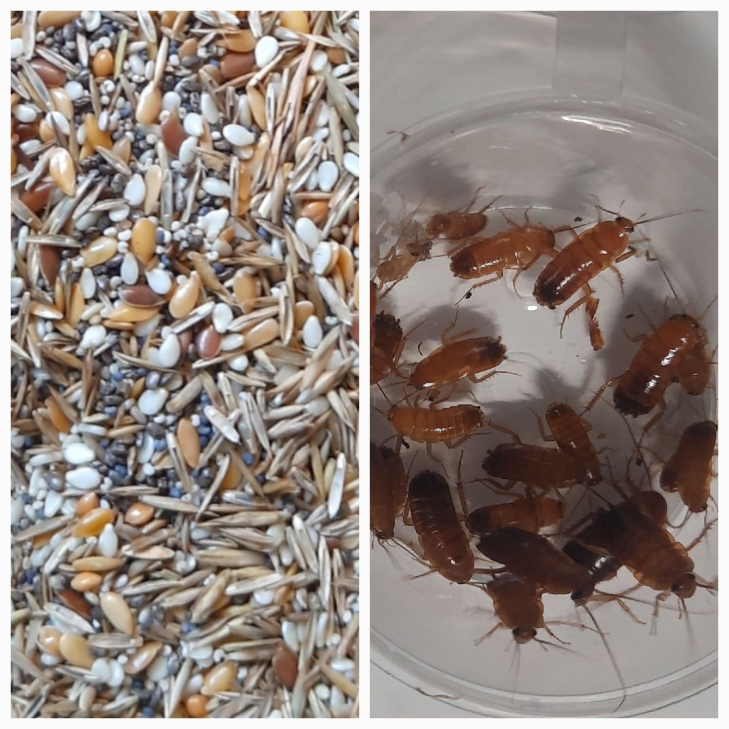 Pokarm , jedzenie dla mrówek Messor barbarus karaczan+ ziarna 25 gram