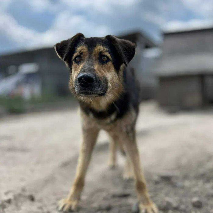Czy znajdzie się ciepły kąt dla tego uroczego psiaka? Borowik