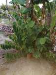 Arvores de Fruto