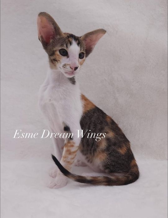 Орієнтальні кошенята