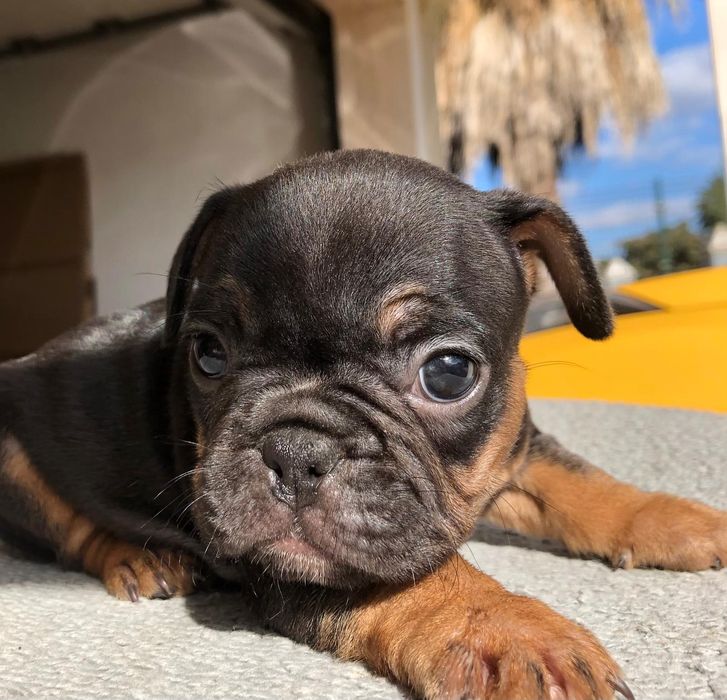 Bulldog francês fêmea excelente