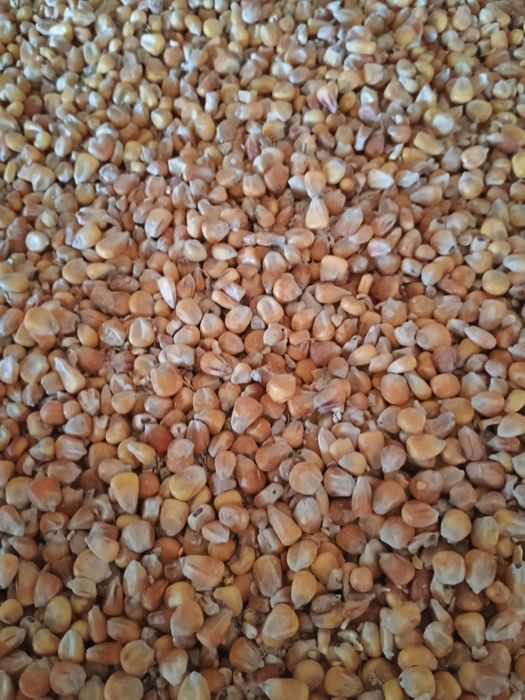 Kukurydza suchą tegoroczna kury świnie pasza zboże