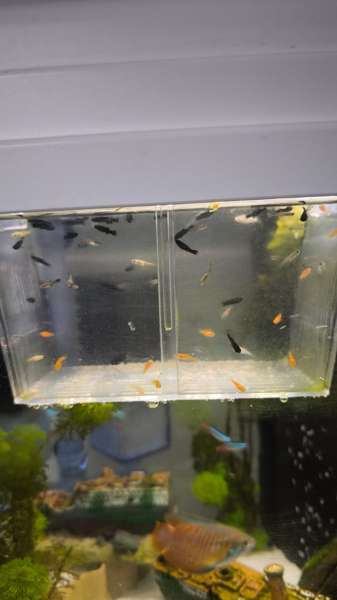 Peixes ornamentais