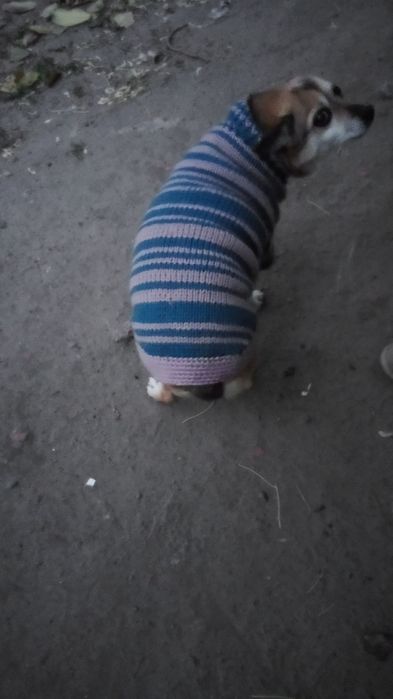 Одежда для собачек свяжу на заказ.