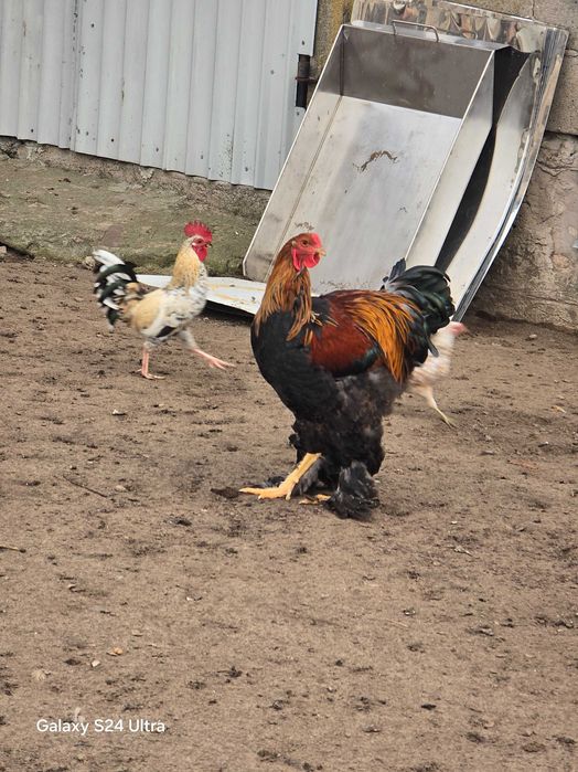 Brahma Olbrzymia Kogut