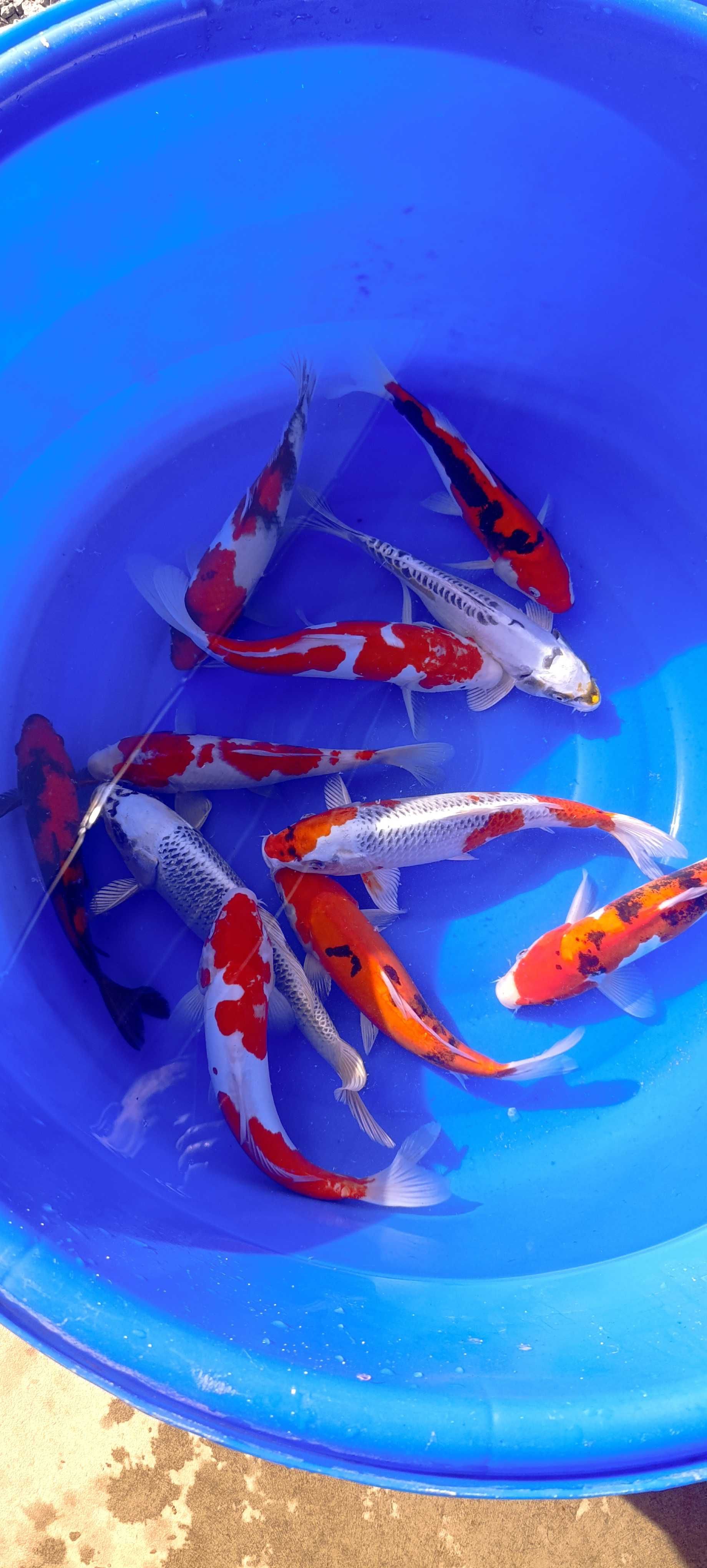 Karp koi oczko wodne ryby ozdobne