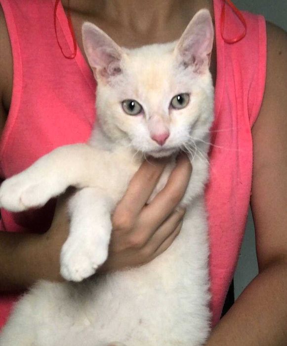 Уникальный маленький, голубоглазый котёночек Сахарочек, 4 месяца