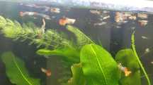 Vendem-se peixes de aquario água doce.