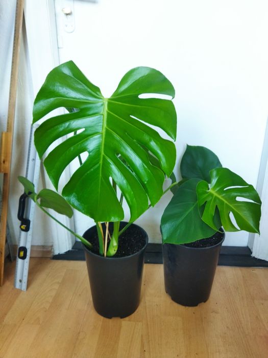 Монстера Делікатесна ліана Monstera deliciosa