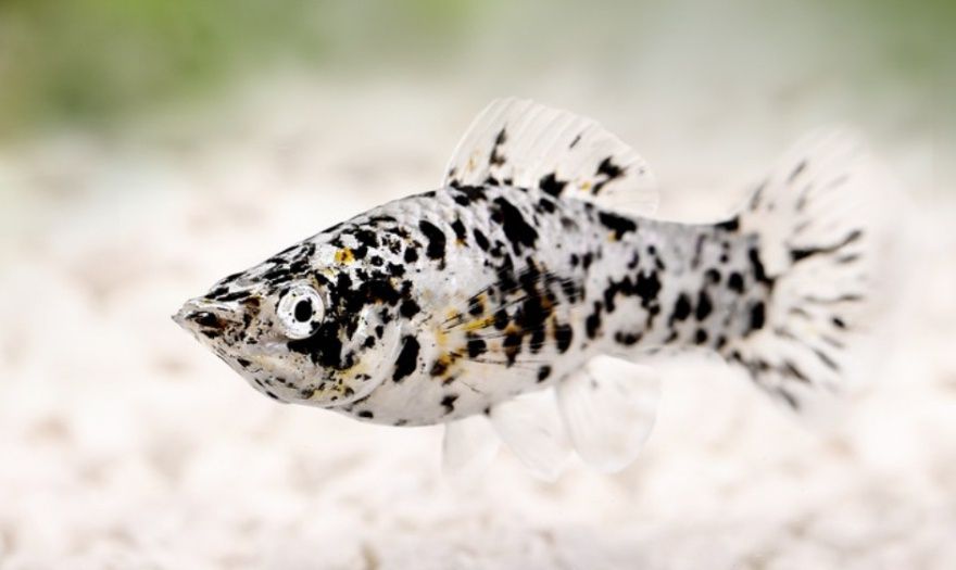 Продам акваріумних рибок