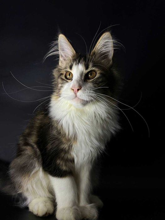 Кішечка мейн кун зі всіма документами WCF та щепленнями Доставка