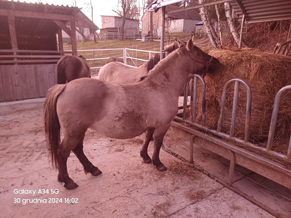 2 Klacze konika polskiego zaźrebiona