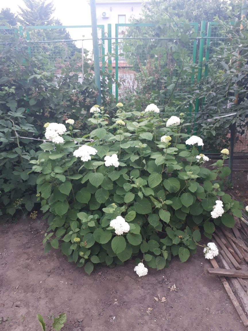 Гортензия белая садовая