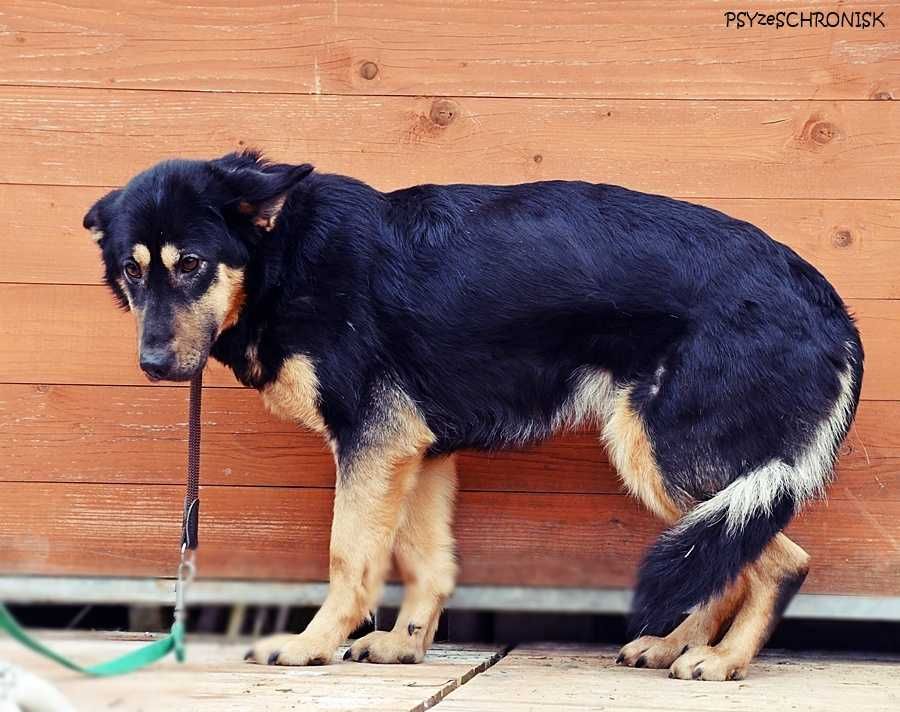 Debra – przyjechała do schroniska upodlona, teraz zaczyna żyć