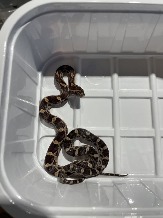 Wąż zbożowy z wyposażeniem