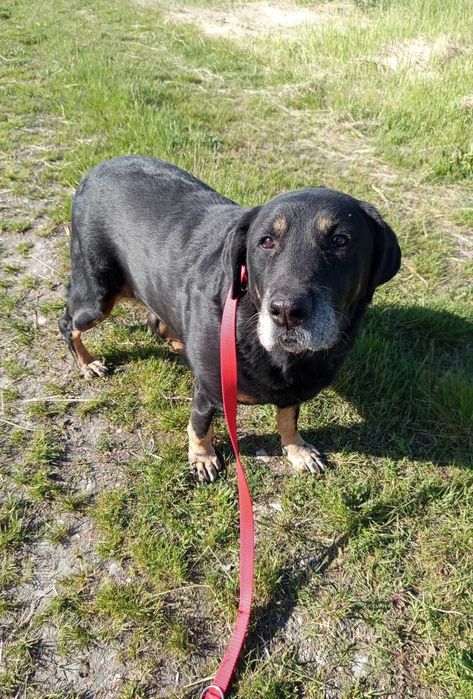 Saba rottweilerka do adopcji