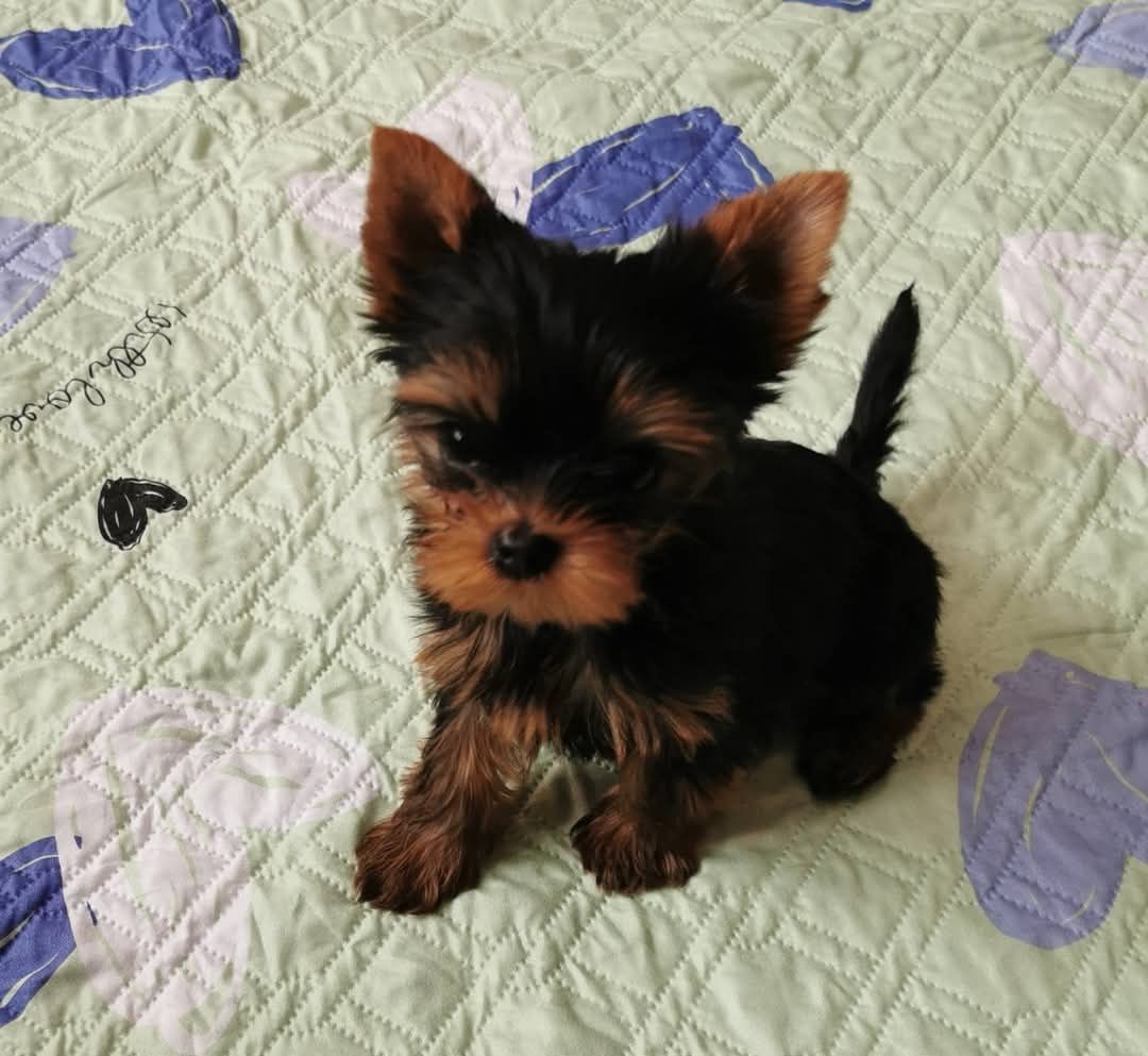 Śliczny szczeniak rasy yorkshire terrier