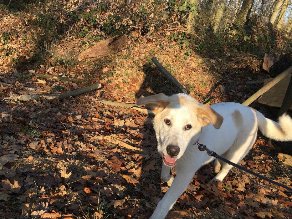 Sunia w typie labradora szuka domu na zawsze!