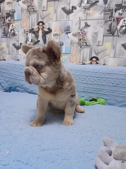 Біг роп флаффі ньюшейд мерле тан дівчинка 4.5міс