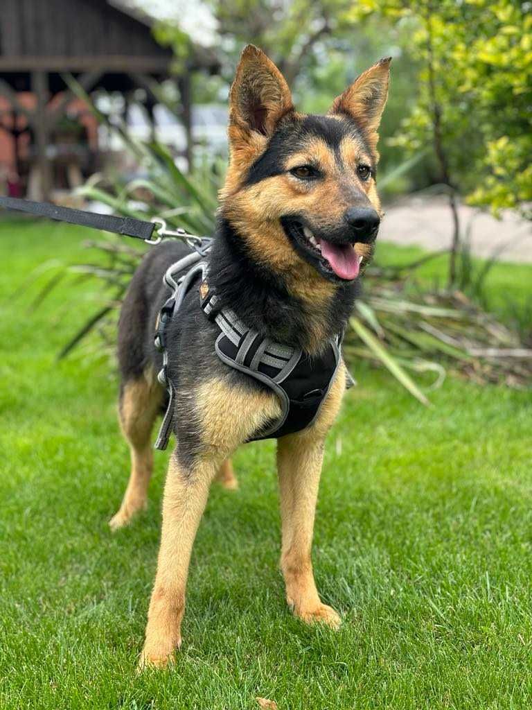 Przepiękna sunia w typie owczarka niemieckiego adoptuj!