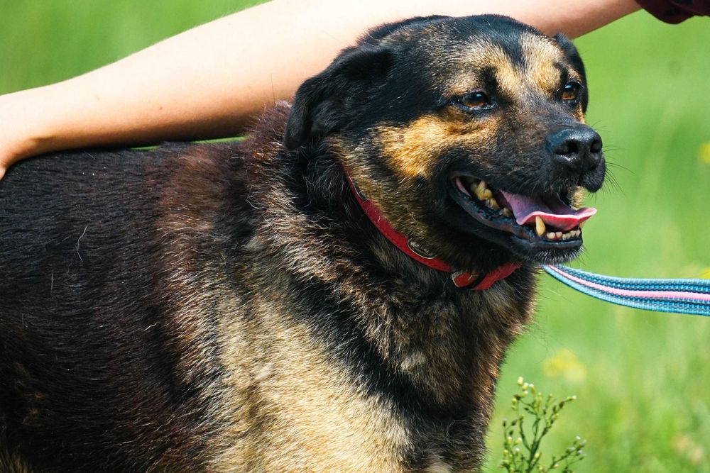 VIRGO - śliczny piesek szuka domu