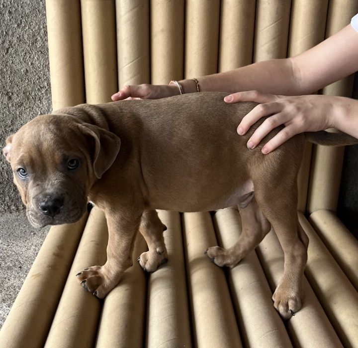 American bully cruzado com Staffordshire