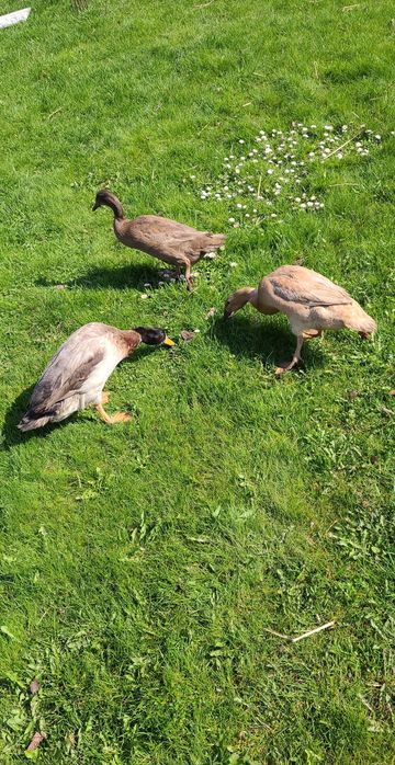 Biegus indyjski kaczki i kaczory