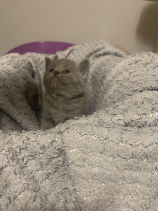 Kocurki brytyjskie krótkowłose z oryginalnym rodowodem FPL