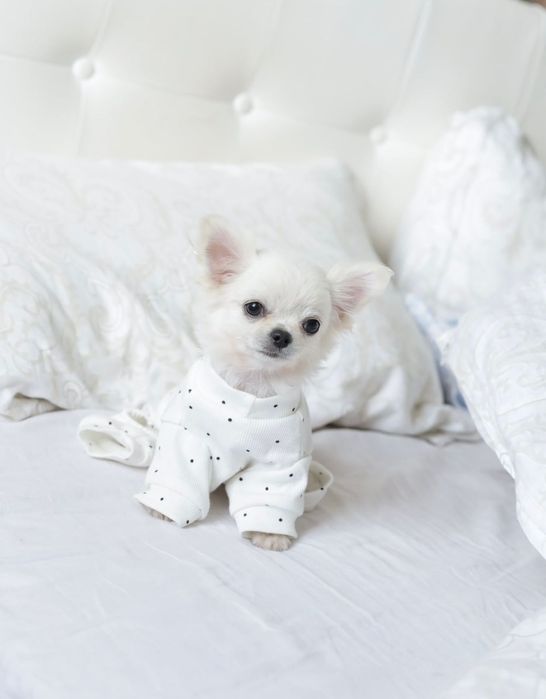 Tea cup chihuahua FCI