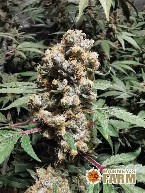 Nasiona marihuany Blueberry OG Barney’s Farm 3 szt.