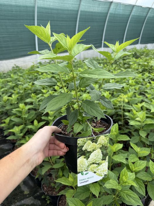 Hortensja bukietowa vanille fraise, polar bear, limelight, fraise melb