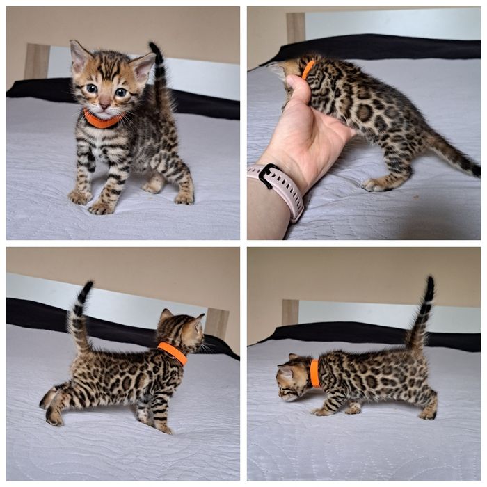 Kot bengalski kocurek bengal kocięta
