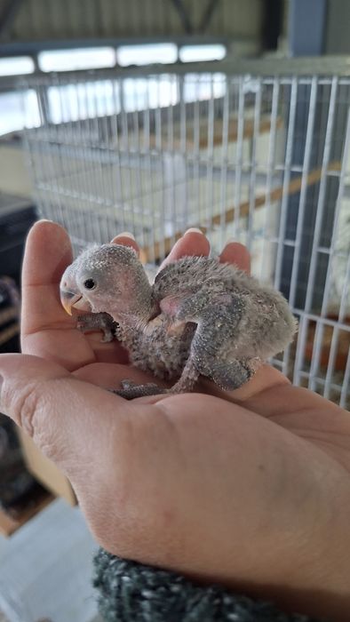 Agapornis roseicollis bebés