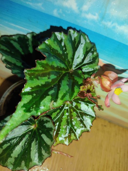 Бегонии разные сорта, кейн, королевские