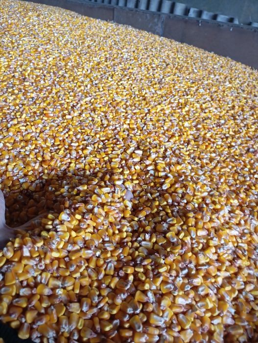 Продам кукурудзу 2025