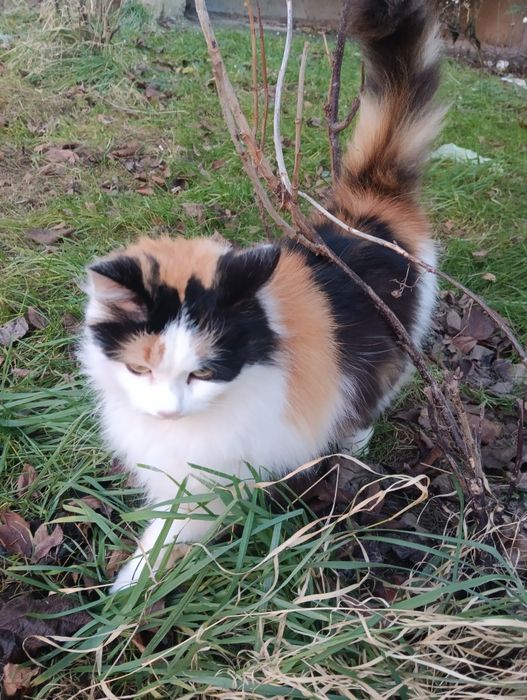 Віддам кицю біля 2 років